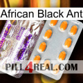 African Black Ant new12